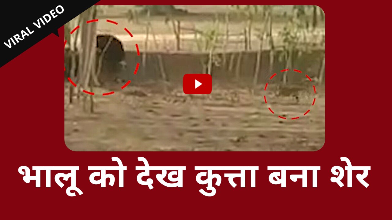 Kutta Viral Video: शहडोल के गांव में भालू को एक कुत्ते ने खदेड़ दिया, वायरल हुआ वीडियो